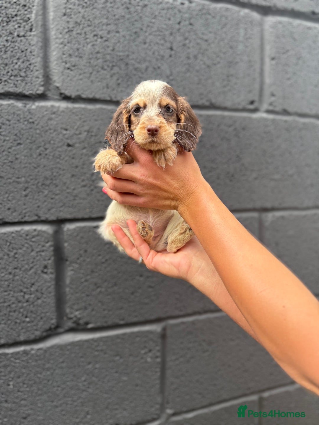 Cocker Spaniel dogs for sale: working cocker spaniel puppies - Image 7