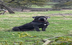 Cane Corso dogs for stud: Denzal  - Image 1