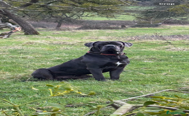 Cane Corso dogs - Advert 3