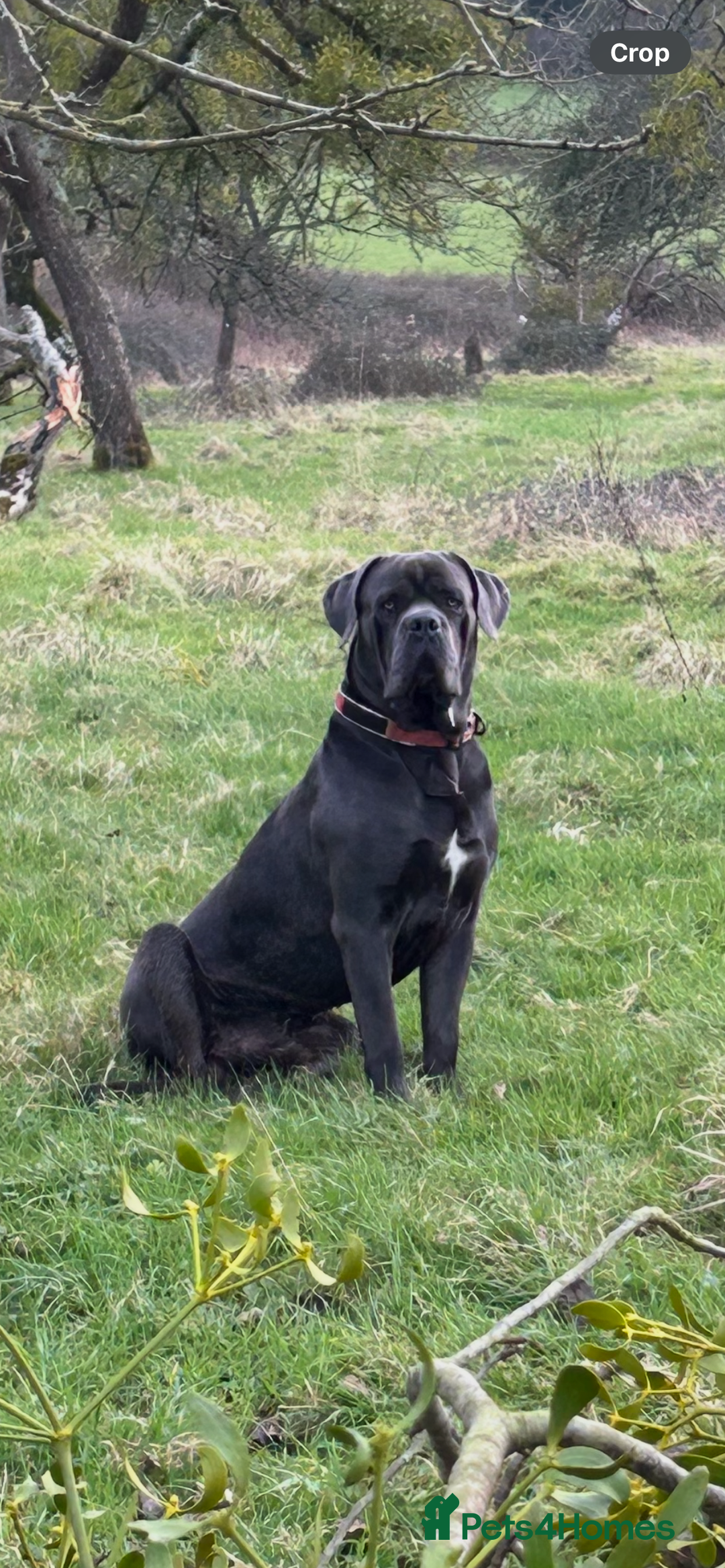 Cane Corso dogs for stud: Denzal  - Image 1