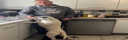 Staffordshire Bull Terrier dogs for stud: Stud Staffy Dog - Advert 9
