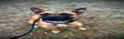 Mixed Breed dogs for sale: Zafina 11 m staffy cross Mali  - Advert 7