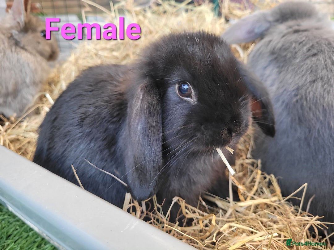 Mini Lop rabbits for sale: Beautiful Mini Lops - READY TO LEAVE - Image 4
