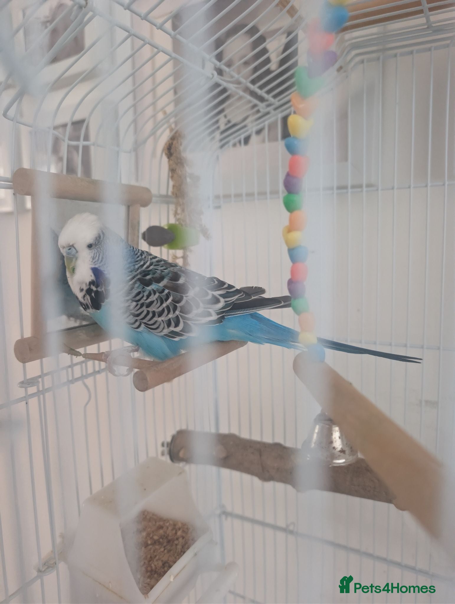 Budgerigars birds Budgie, complete with cage. - Advert 1