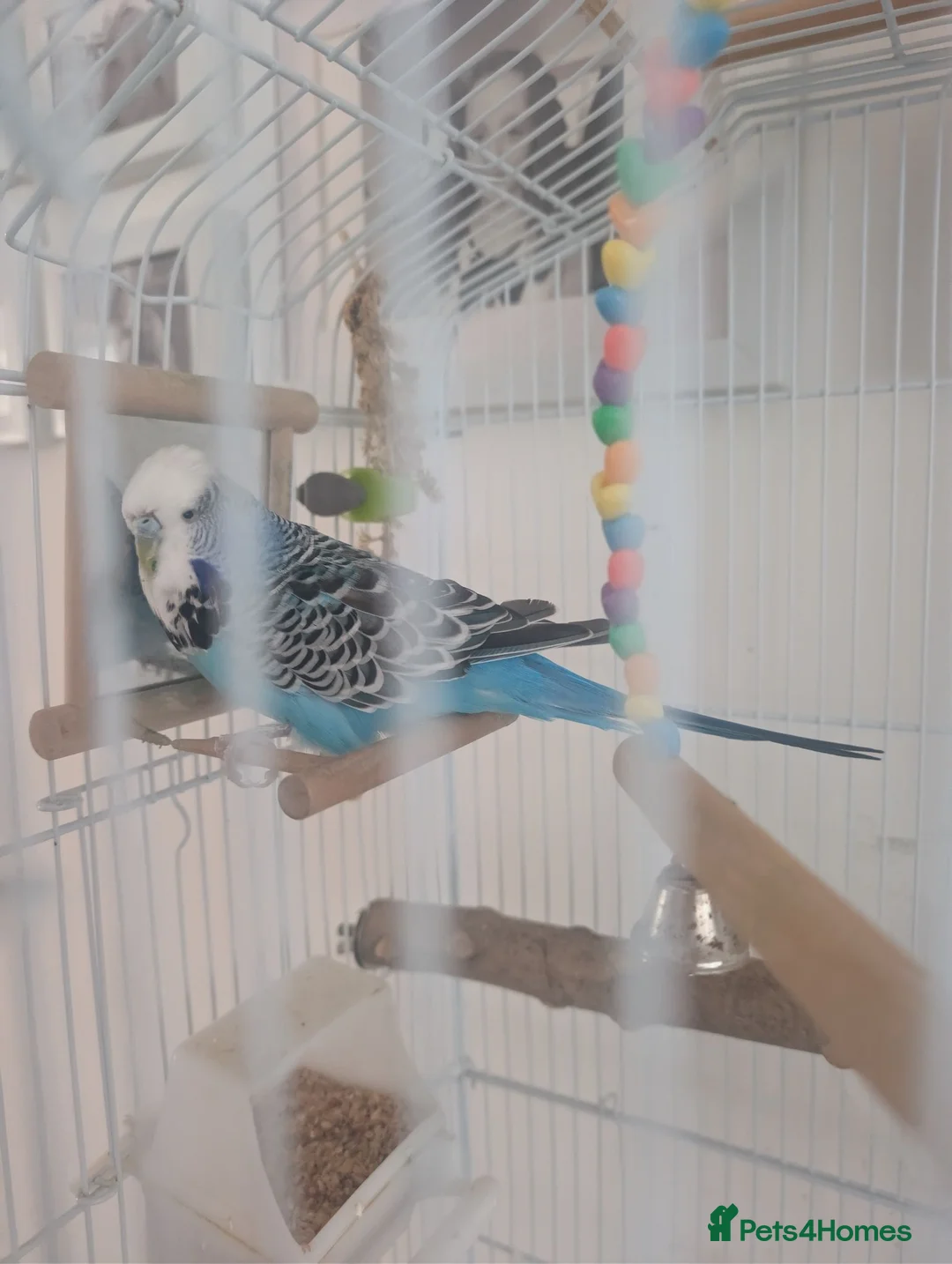 Budgerigars birds for sale: Budgie, complete with cage. in Worcester - Advert 1