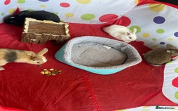 French Lop rabbits for sale: French lop mixed baby rabbits ready to go - Image 1