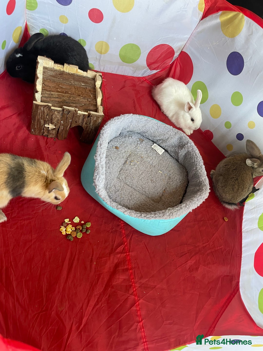 French Lop rabbits for sale: French lop mixed baby rabbits ready to go - Image 1