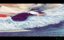 Chihuahua dogs for sale: Chihuahua - Full breed puppies - Image 12