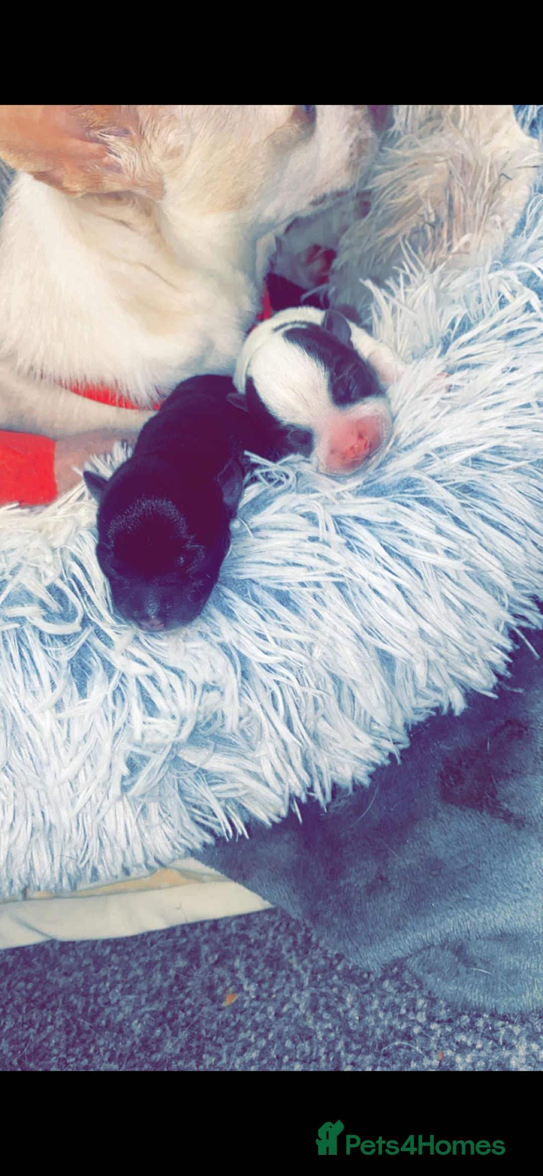 Chihuahua dogs for sale: Chihuahua - Full breed puppies - Image 12