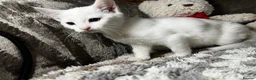 Mixed Breed cats for sale: Adorable tabby kittens  - Advert 8