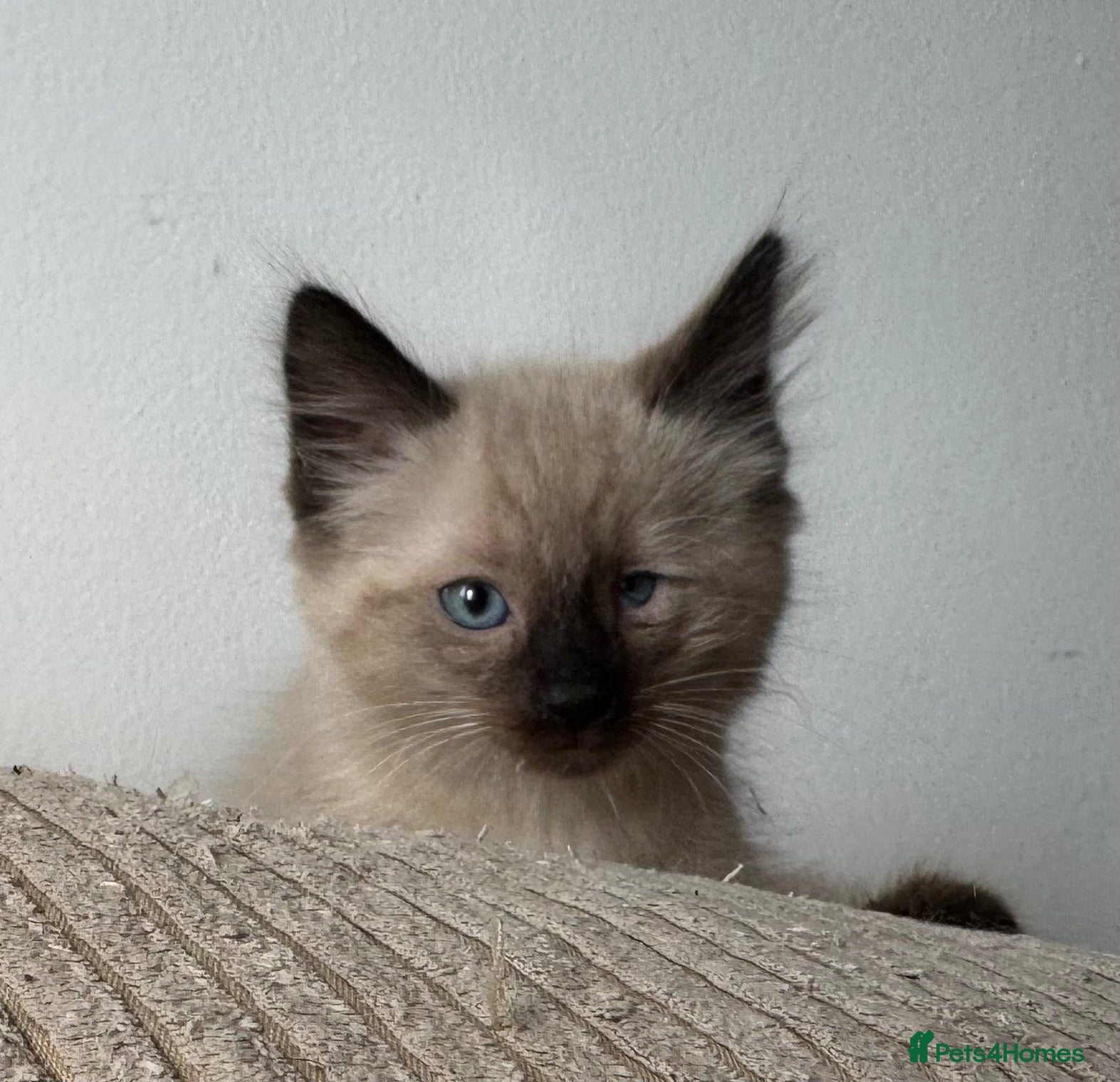 Ragdoll cats for sale: Ready Now- Ragdoll Kittens :)+chip,food,healthCard - Advert 8