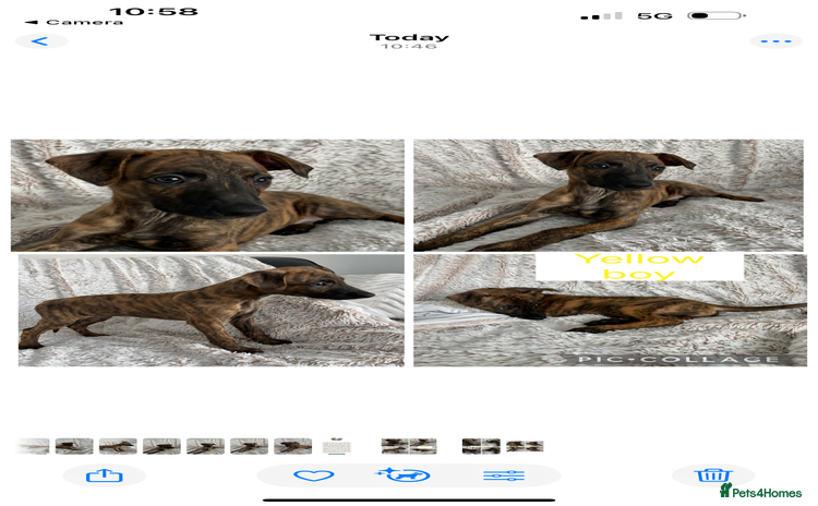 Mixed Breed dogs Pharaoh hound x blue whippet .last  of the litter  - Advert 2