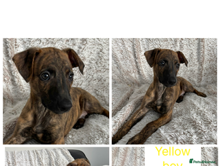 Mixed Breed dogs Pharaoh hound x blue whippet .last of the litter - Advert 3