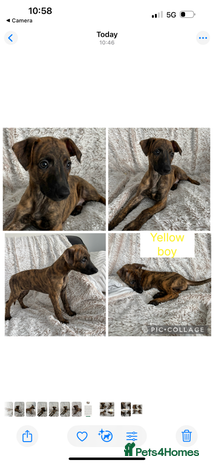 Mixed Breed dogs Pharaoh hound x blue whippet .last of the litter - Advert 2