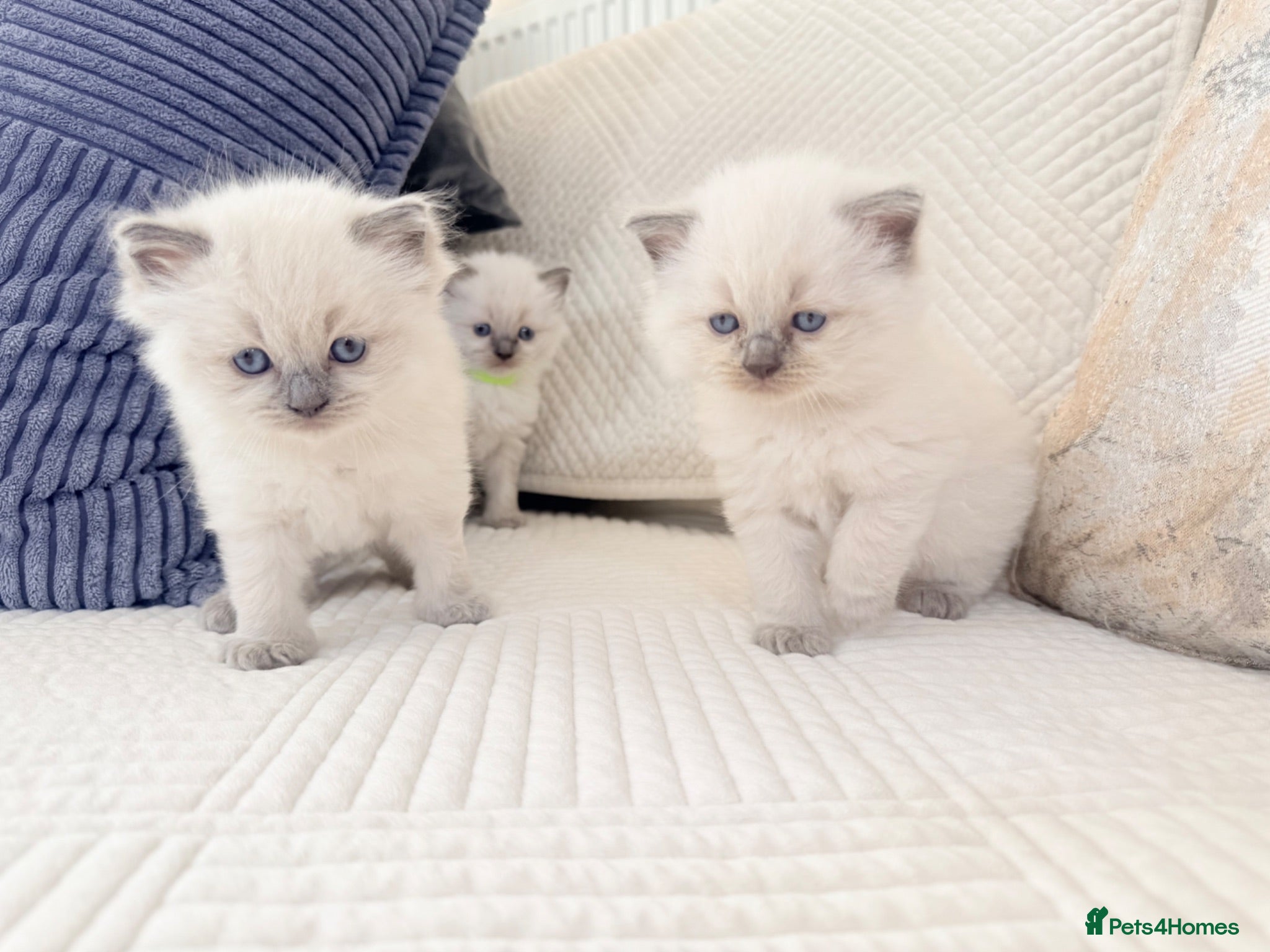 Ragdoll cats 3 Blue Point Kittens for sale - All Boys!! - Advert 2