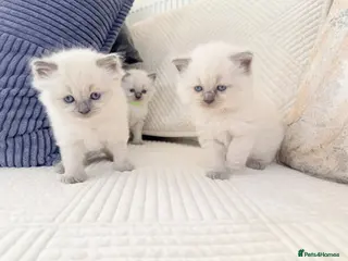 Ragdoll cats 3 Blue Point Kittens for sale - All Boys!! - Advert 2