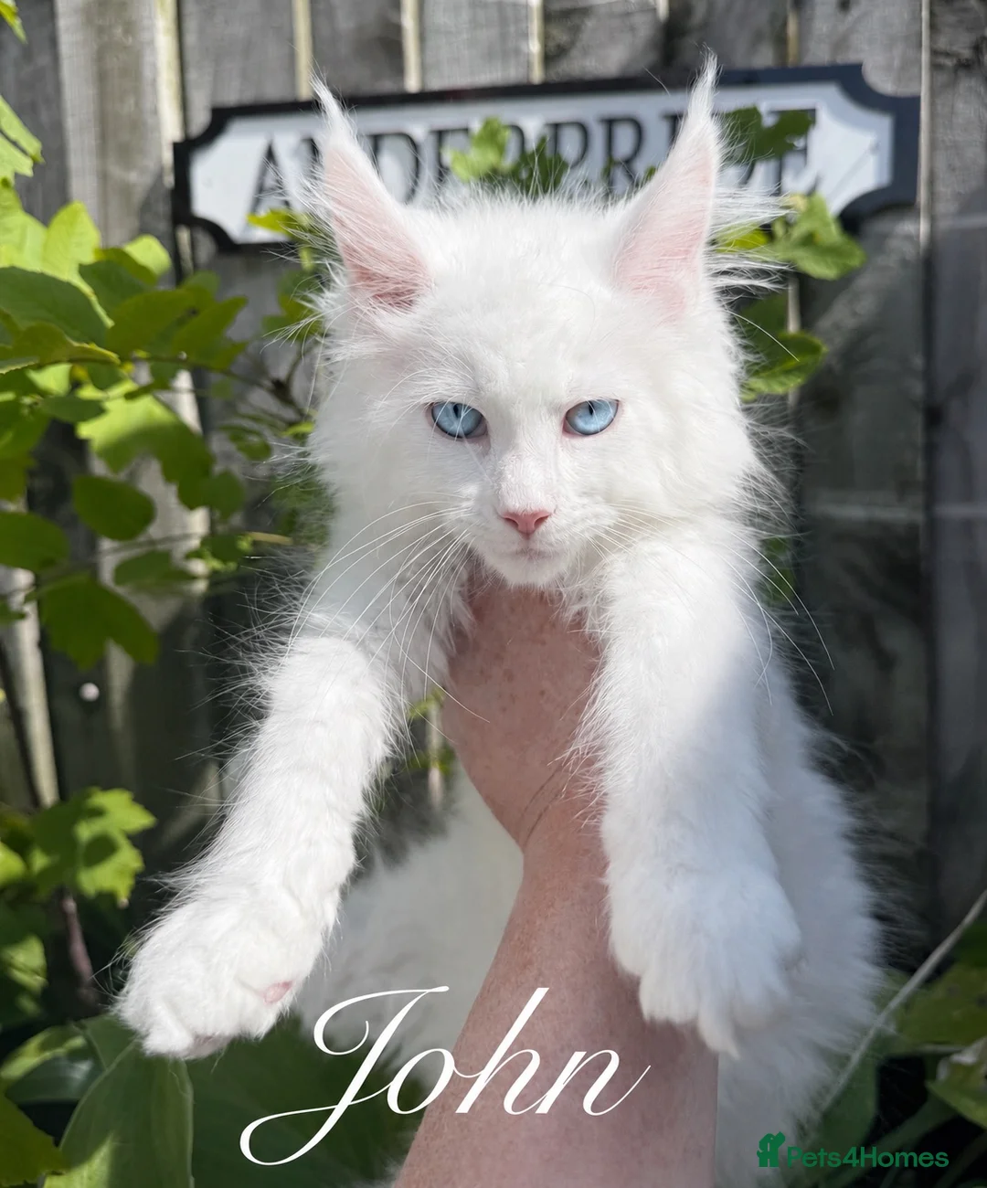 Maine Coon cats for sale: STUNNING WHITE WITH BLUE EYES -BAER TESTED  - Advert 1