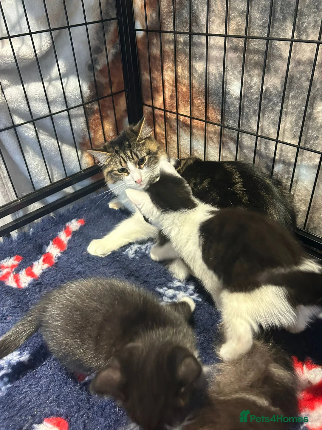 Mixed Breed cats for sale: Maine Coon cross kittens - Advert 2
