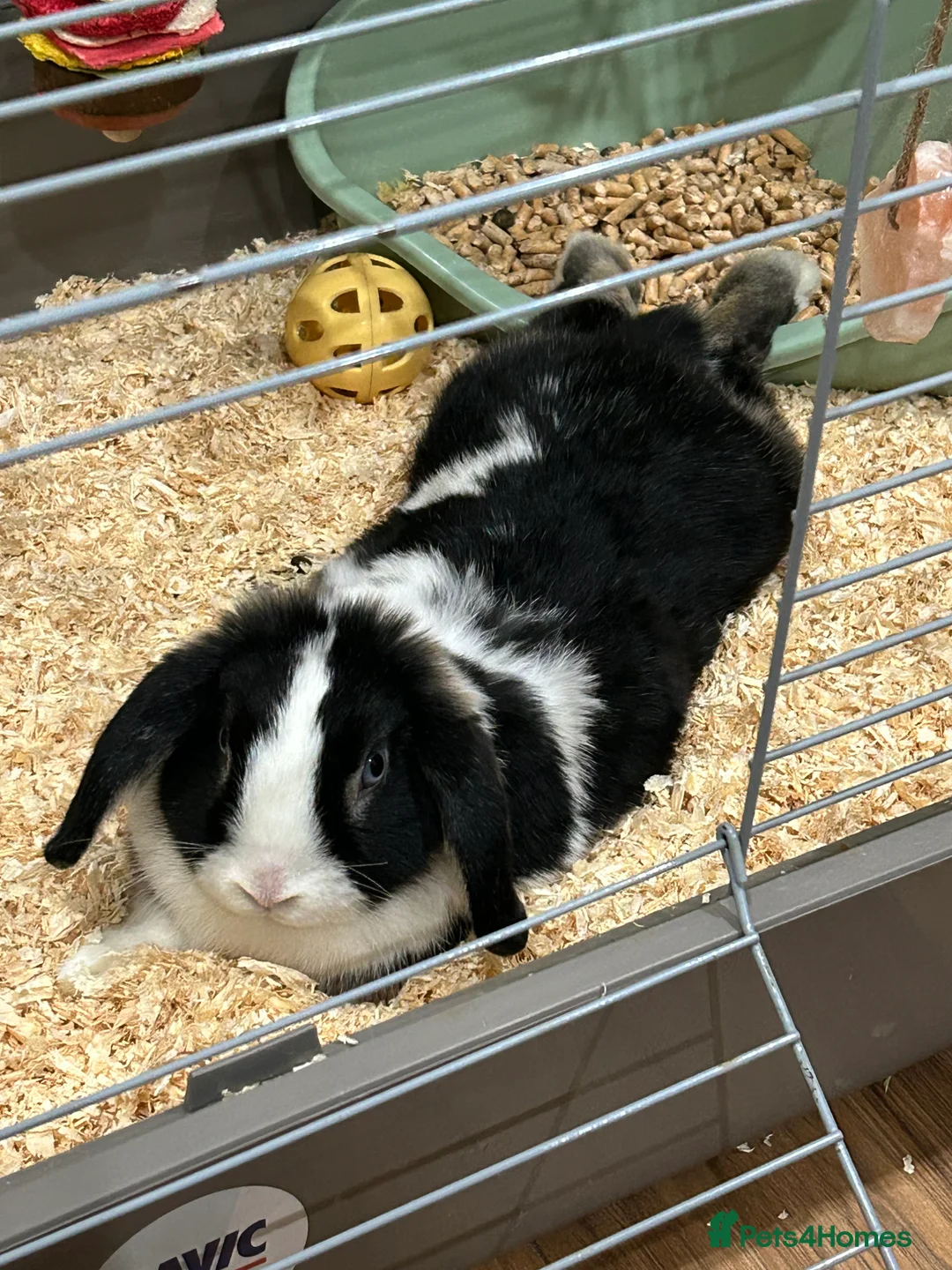 Mini Lop rabbits for sale: 2x male rabbits  - Advert 2