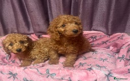 Cavapoo dogs for sale: Cavapoo puppy's  - Image 15