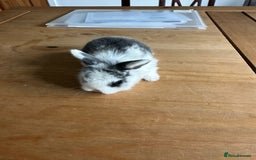 Mini Lop rabbits for sale: Pedigree mini Lops - Image 4