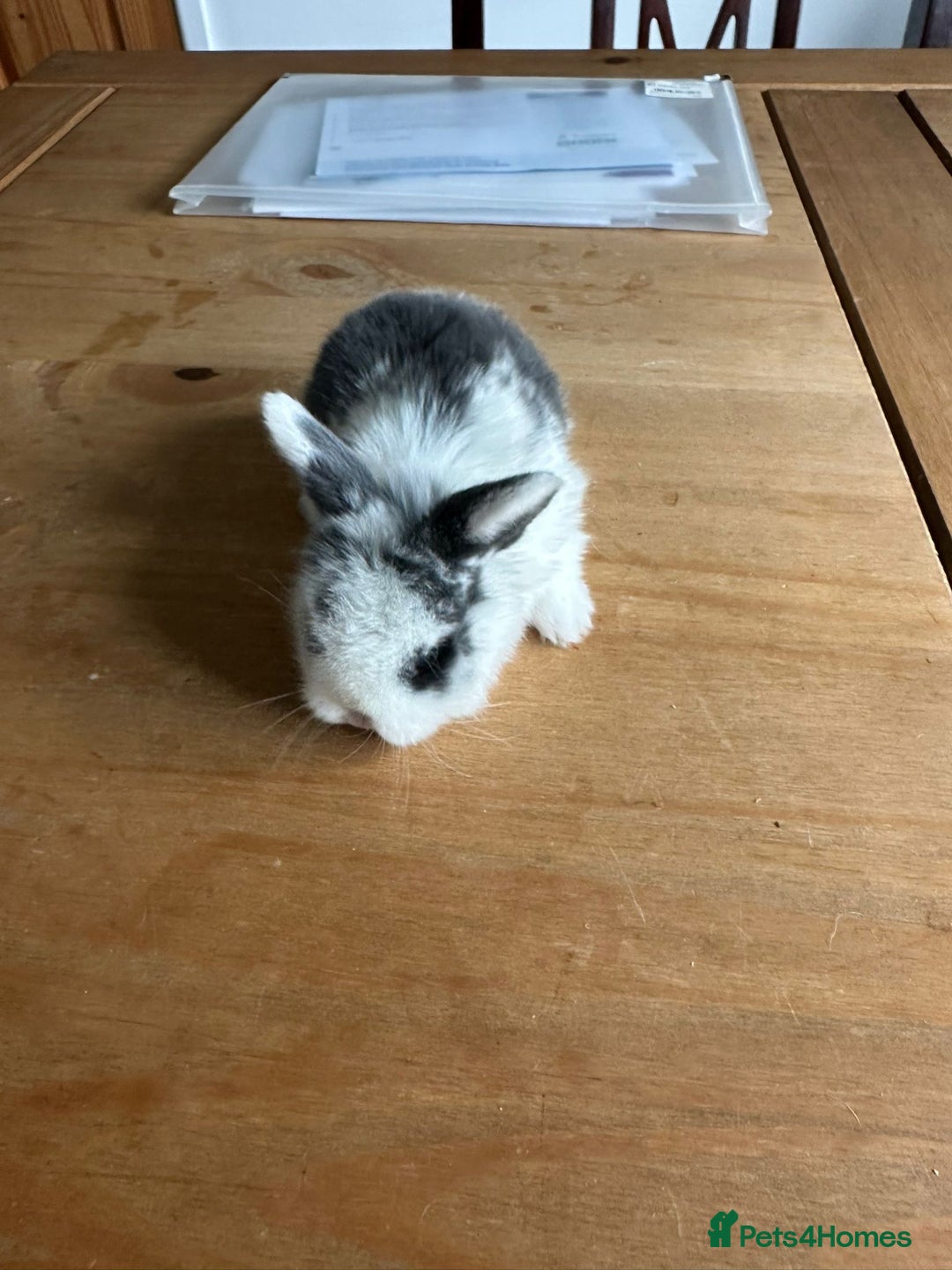 Mini Lop rabbits for sale: Pedigree mini Lops - Image 4
