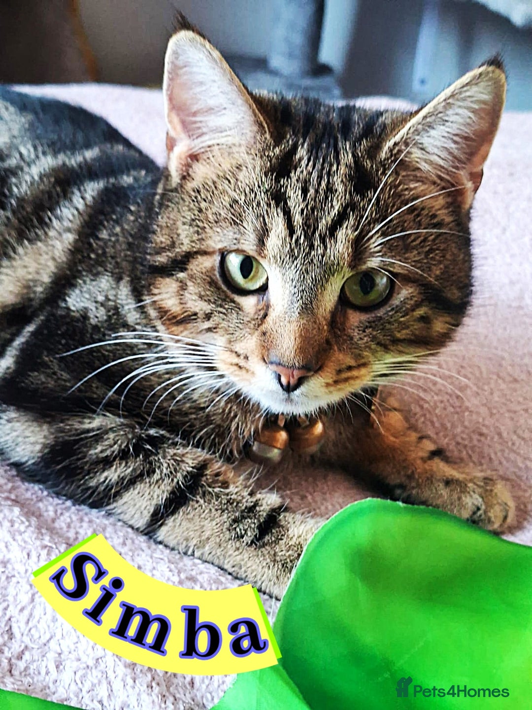 Mixed Breed cats for sale: Free to a Loving Home 2 Cats& 1 Kitten-Swansea - Advert 21