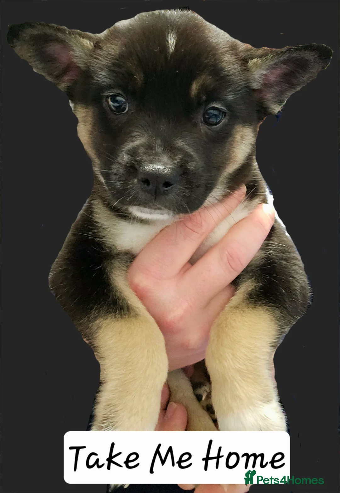 Mixed Breed dogs for sale: FRENSKY - French bulldog X Siberian Husky - Advert 5