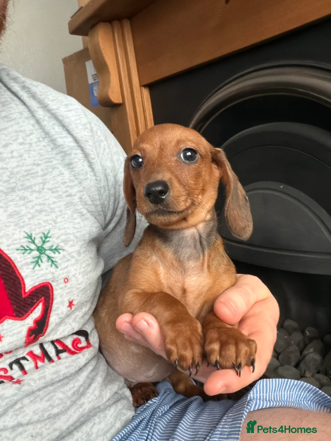 Dachshund dogs for sale: Miniature Dachshund Puppies Available 🐾 - Advert 39