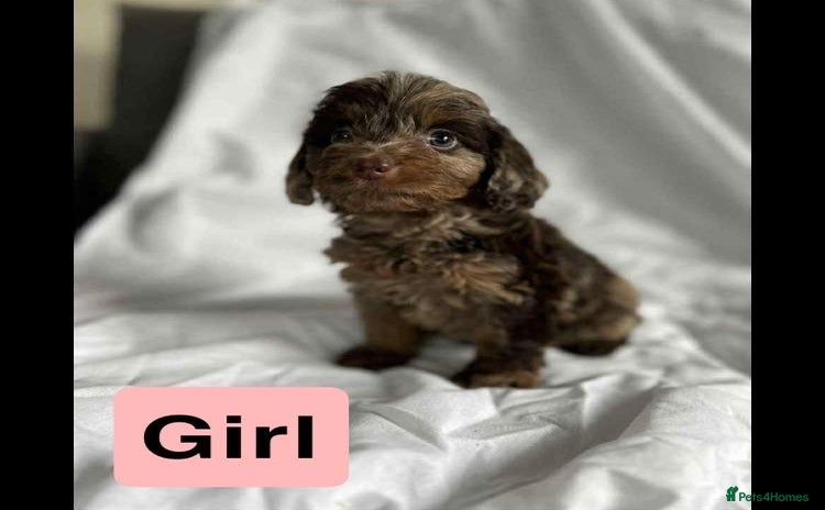 Cockapoo dogs - Advert 15