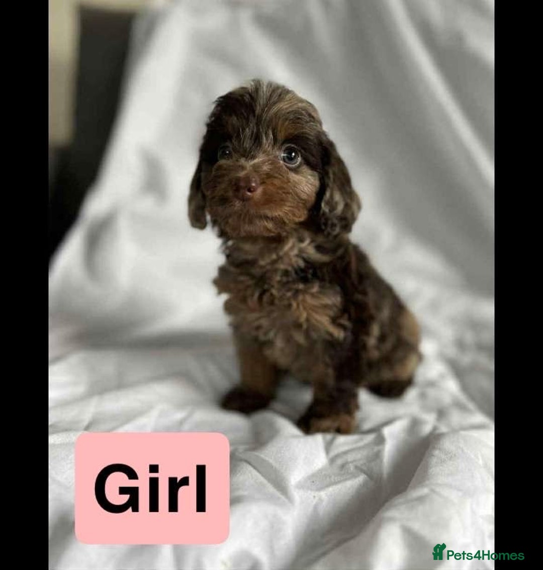 Cockapoo dogs for sale: F1 cockapoo puppies  - Image 1