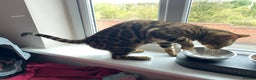 Bengal cats for sale: Loving 1year old male bengal - Advert 3
