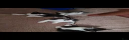 British Shorthair cats for sale: Mixed british short-hair kittens  - Advert 3