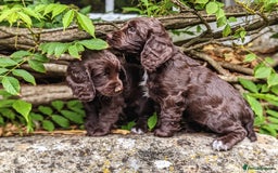 Cocker Spaniel dogs for sale: Kennel Club Registered Cocker Spaniel Puppies  - Image 5