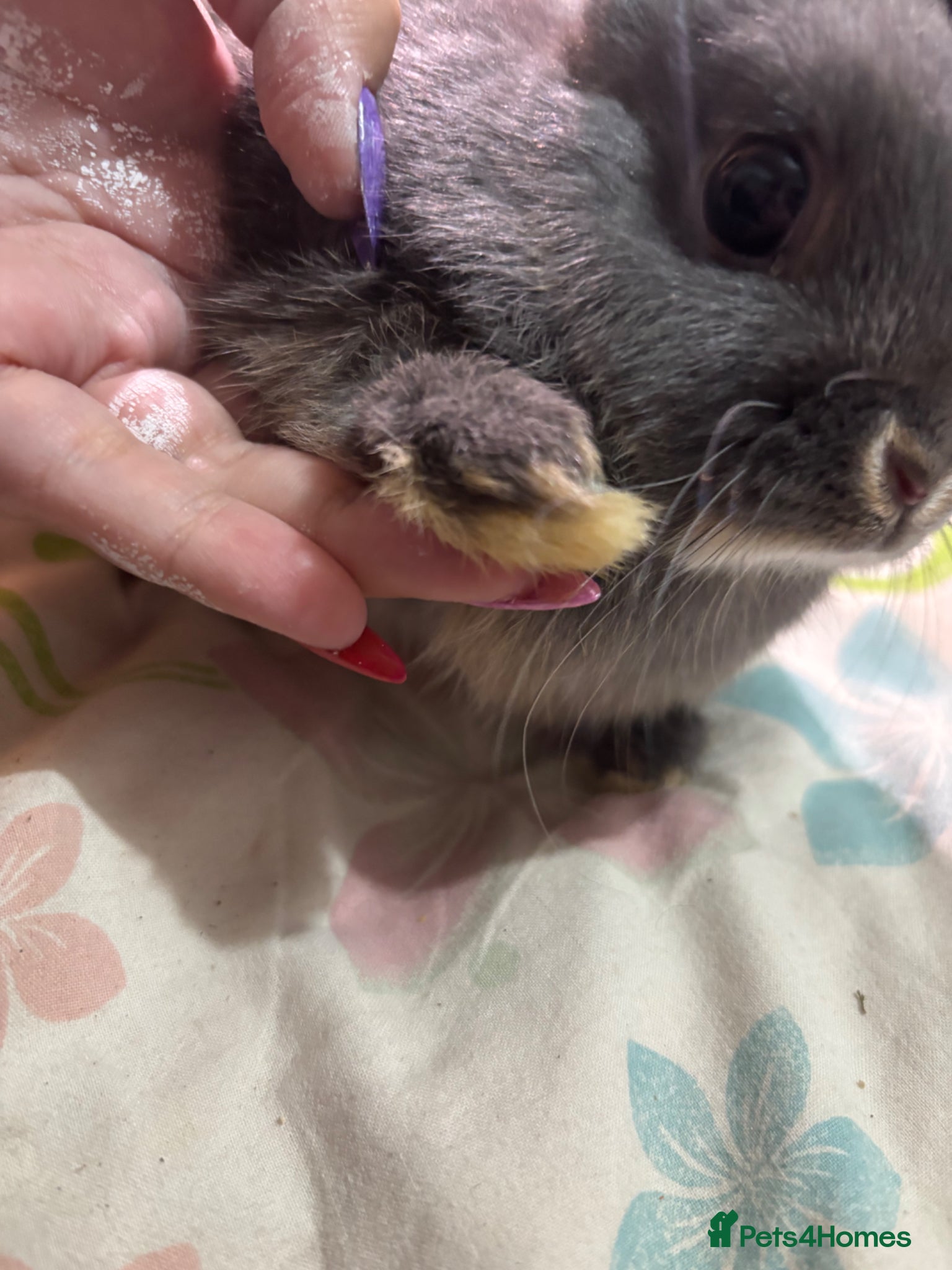 Netherland Dwarf rabbits 4 adorable young netherland dwarf - Advert 11