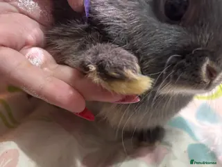 Netherland Dwarf rabbits 4 adorable young netherland dwarf - Advert 11