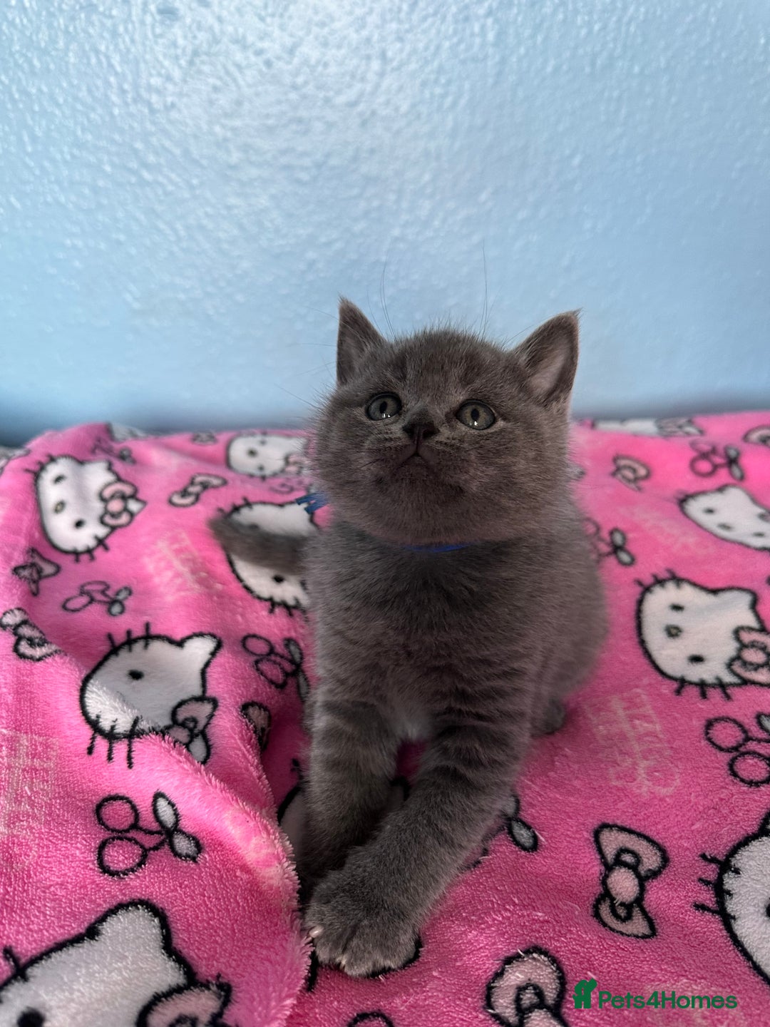 British Shorthair cats for sale: British short hair kittens - Advert 18