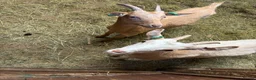 Goats livestock for sale: 2 Golden Guernsey Goats - Advert 1