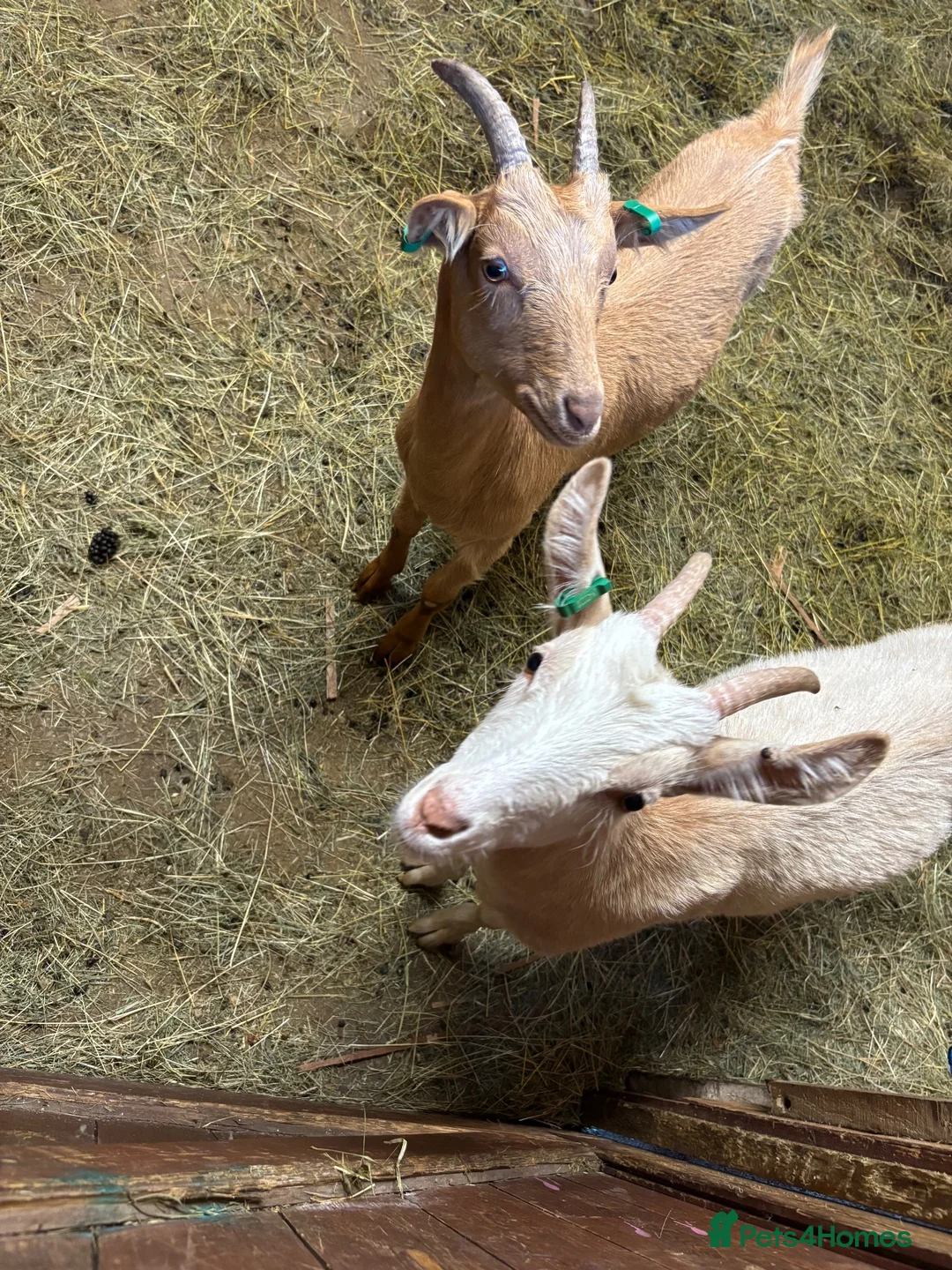 Goats livestock for sale: 2 Golden Guernsey Goats - Advert 1