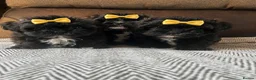 Shihpoo dogs for sale: Shihpoo puppies - Advert 1