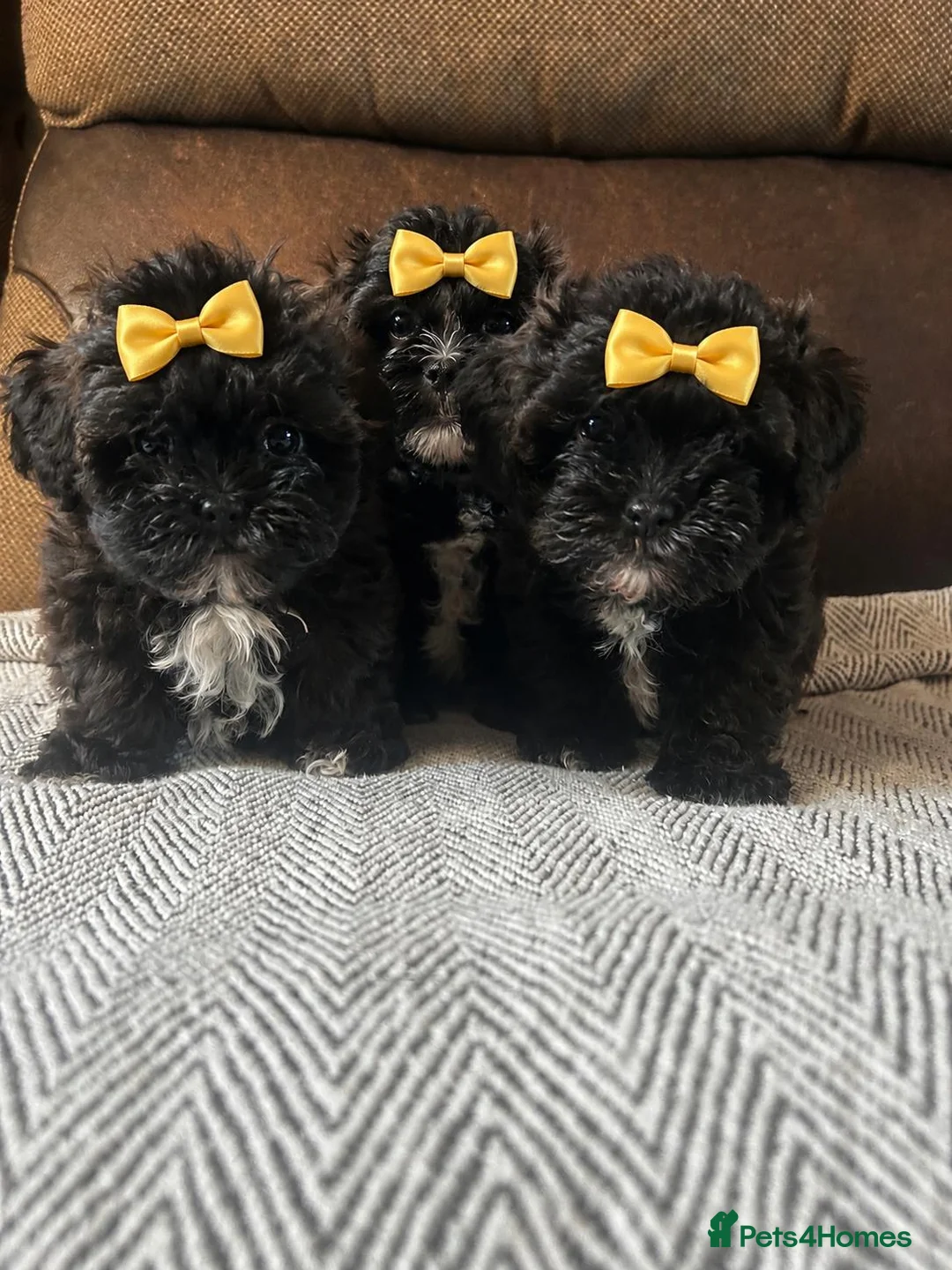 Shihpoo dogs for sale: Shihpoo puppies - Advert 1