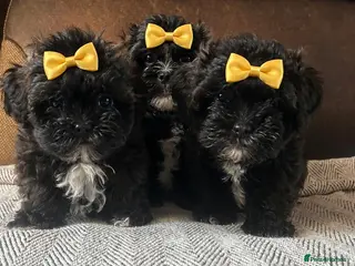 Shihpoo dogs Shihpoo puppies - Advert 2