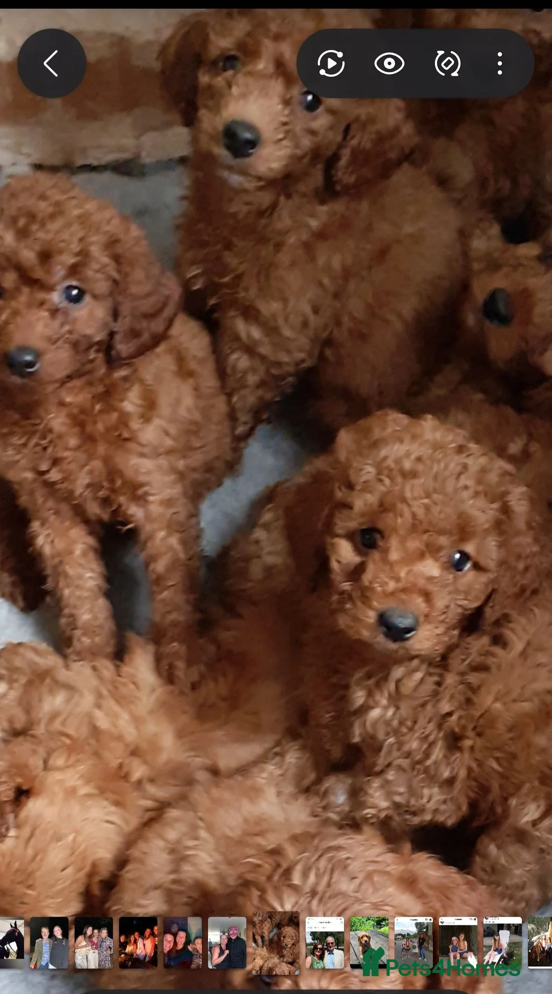 Cockapoo dogs for sale: Dark F1b teddy bear Cockapoo  - Advert 2