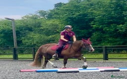 Welsh Section D horses for sale: 14.1 family pony super all rounder  - Image 4