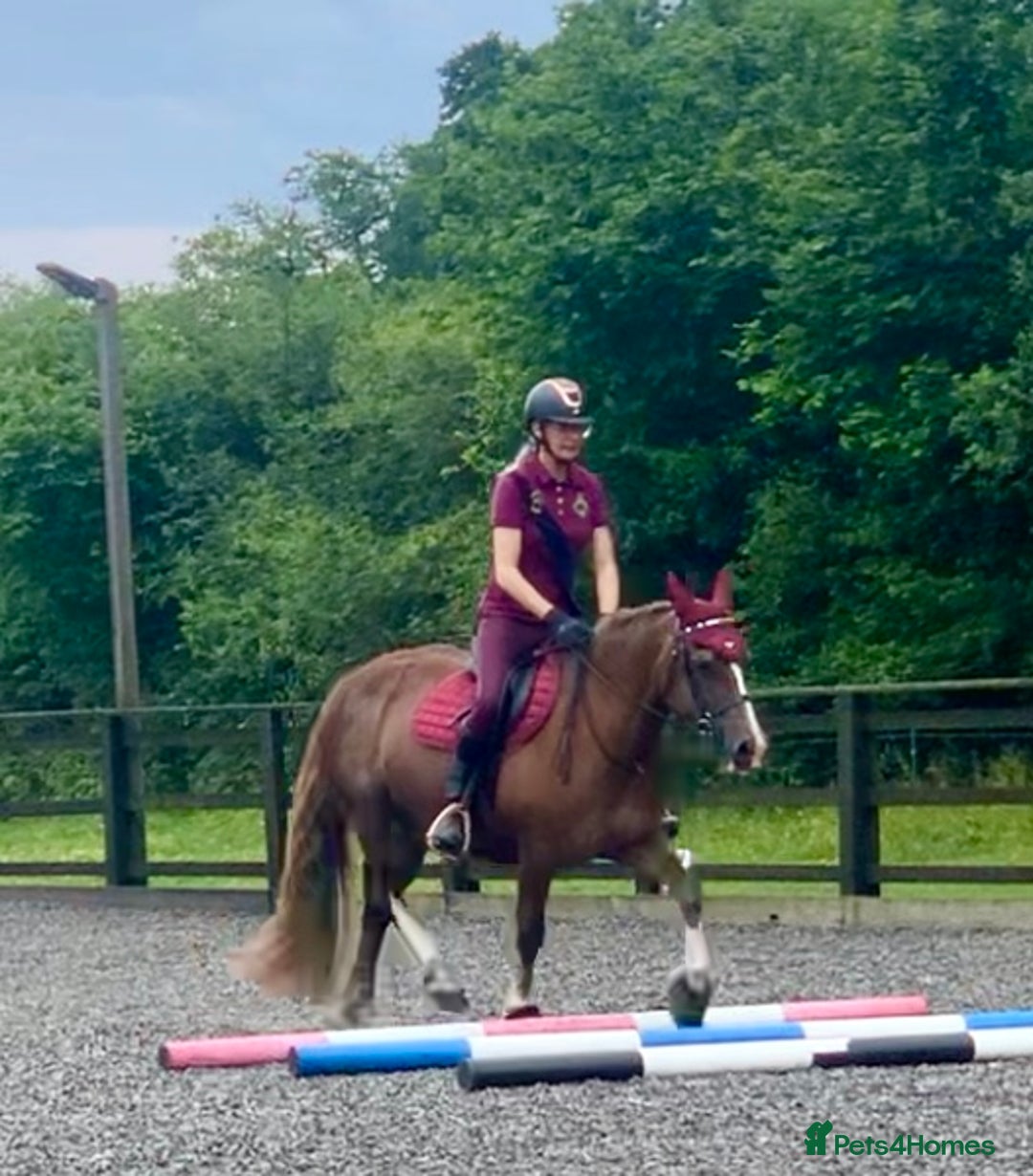 Welsh Section D horses for sale: 14.1 family pony super all rounder  - Image 4