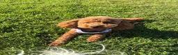 Toy Poodle dogs for sale: 🐾✨Exceptional Toy Poodle Puppies ✨🐾 - Advert 6