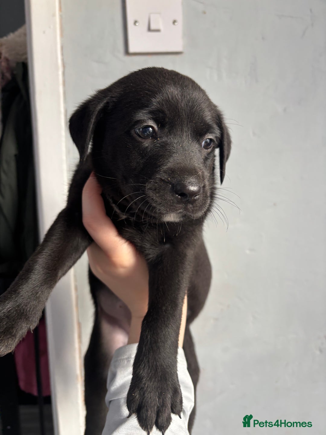 Labrador Retriever dogs for sale: Last female puppy left  - Image 3