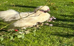 Chickens poultry for sale: Posted, Believed fertile 6 silkie eggs - Image 2