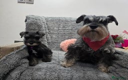 Miniature Schnauzer dogs for sale: Salt&pepper Miniature Schnauzer girl. READY NOW ‼️ - Image 9