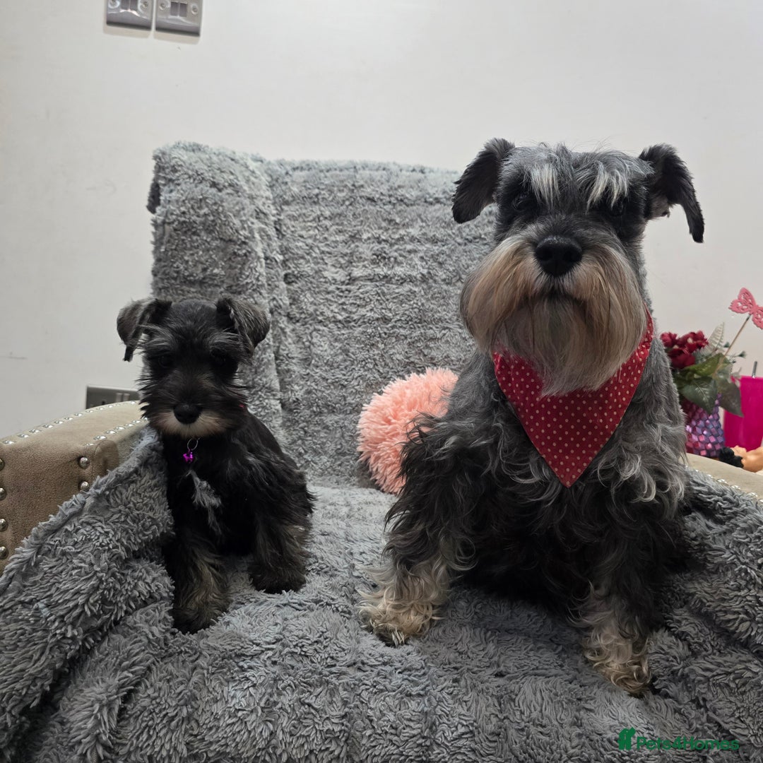 Miniature Schnauzer dogs for sale: Salt&pepper Miniature Schnauzer girl. READY NOW ‼️ - Image 9